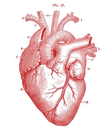 Download 617 real heart free vectors. Royalty Free Images - Anatomical Heart - Vintage - The Graphics Fairy