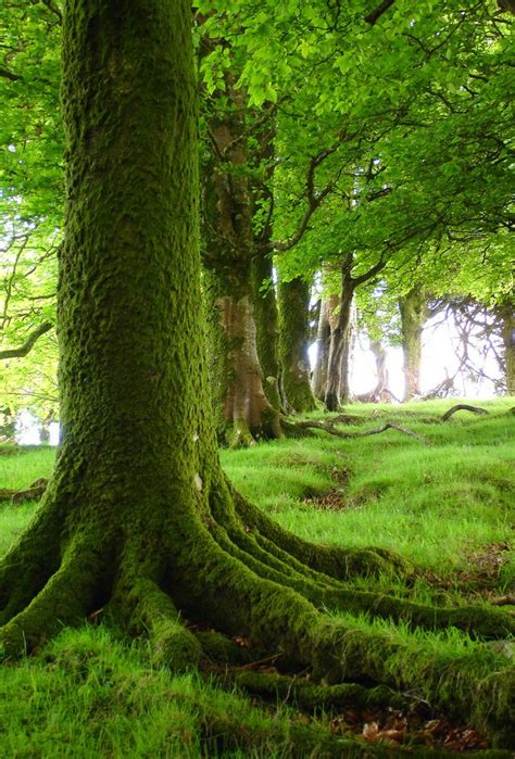 Pin By Bonnie Rothwell On Moss Beautiful Nature Mossy Tree Dartmoor
