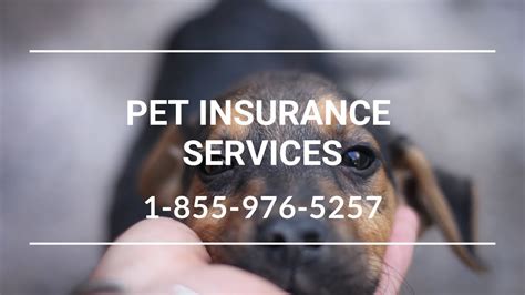 Pet Insurance Riverside WA - Best Dog Insurance For Dogs ...
