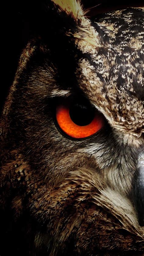 Awesome Owl Wallpaper Full Hd Pictures