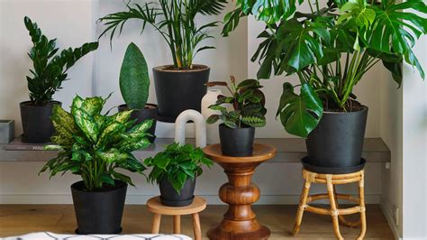 Best Indoor Plants For Fall And Winter Imboldn