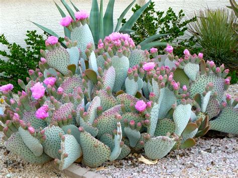 Cactus Sun City West Arizona Usa Desert Flowers Cacti And