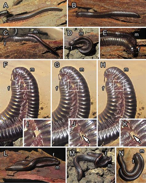 Morphology And Mating Behaviour In The Millipede Megaphyllum