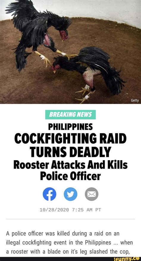 Getty Breaking News Philippines Cockfighting Raid Turns Deadly Rooster