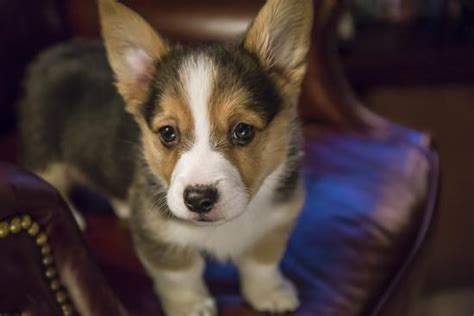 Portrait Of Eight Week Old Corgi Puppy Standing On A Leather Chair