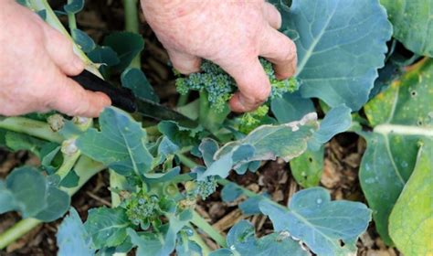 How To Grow Broccoli From Seeds To Harvest The Whoot Growing