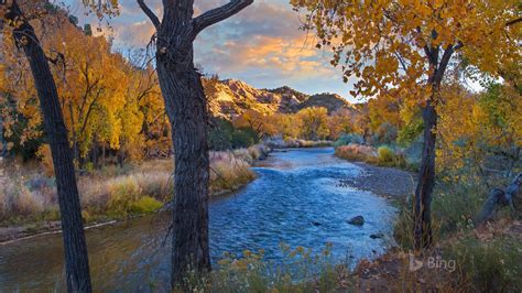 New Mexico Cottonwood Trees In Autumn 2017 Bing Wallpaper Preview