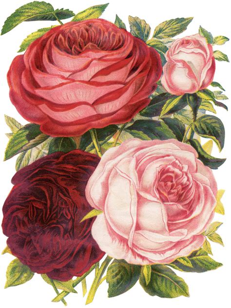 Pink Rose Images Rose Images Graphics Fairy Botanical Prints