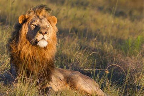 More Lions Coming To Malawi Malawi 24 Malawi News