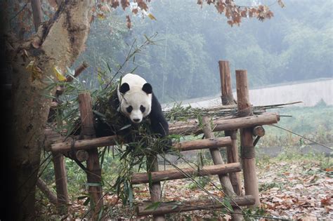 Love Panda Vacation Chengdu Panda Base 12