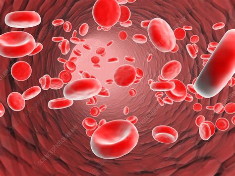 Red Blood Cells Stock Image P2420368 Science Photo Library