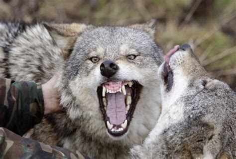 Growing French Wolf Packs Devastate Livestock Ibtimes Uk