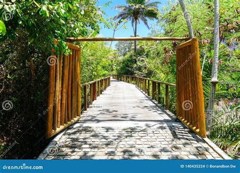Perspective Of Wood Bridge In Deep Tropical Forest Stock Photo Image