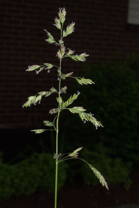 Poapretensis Poa Pratensis Kentucky Bluegrass Flower