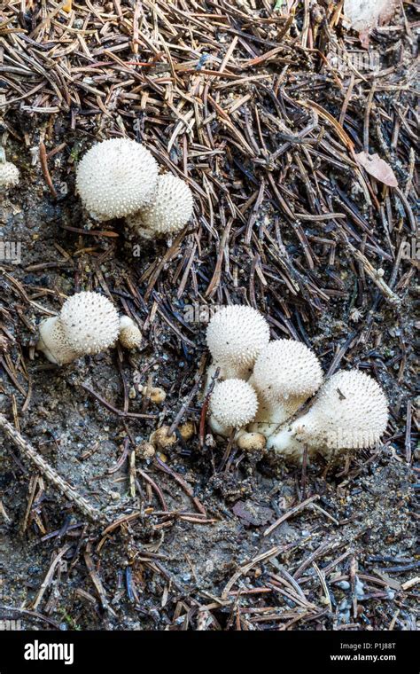Puffball Mushrooms In The Woods In The Autumn Among Dry Twigs