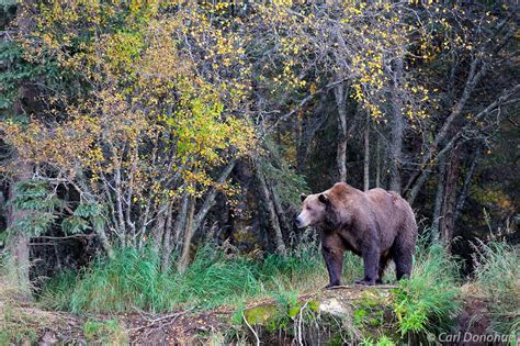 Male Brown Bear In The Forest Katmai National Park Alaska Carl