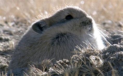 Plateau Pika Alchetron The Free Social Encyclopedia