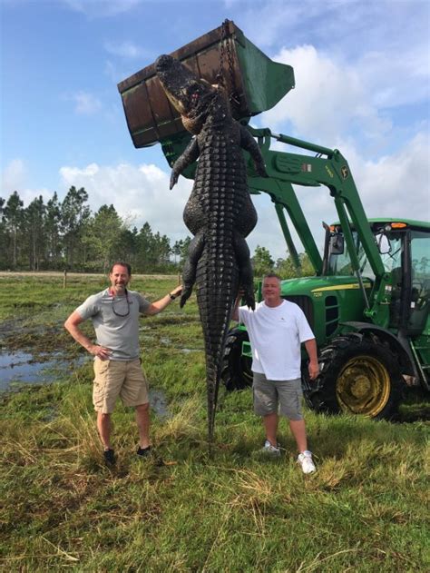 Giant Alligator Killed In Florida 15ft Long And 100 Years Old After