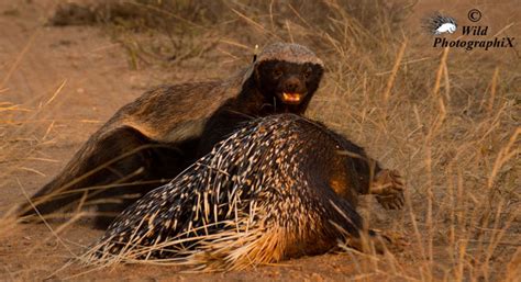 Did This Honey Badger Kill This Porcupine Africa Geographic
