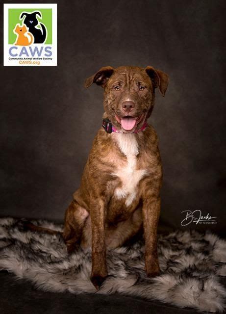 Find utah county, utah animal shelters, puppy dog and cat shelters, pet adoption centers, dog pounds, and humane societies. Chesador dog for Adoption in Salt Lake City, UT. ADN ...