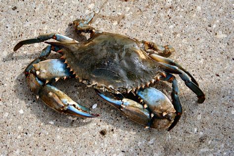 Free Blue Crab Stock Photo