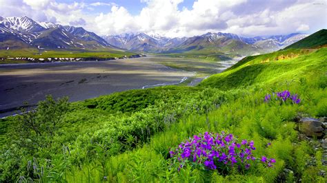 Landscape River Mountain Field With Purple Flowers