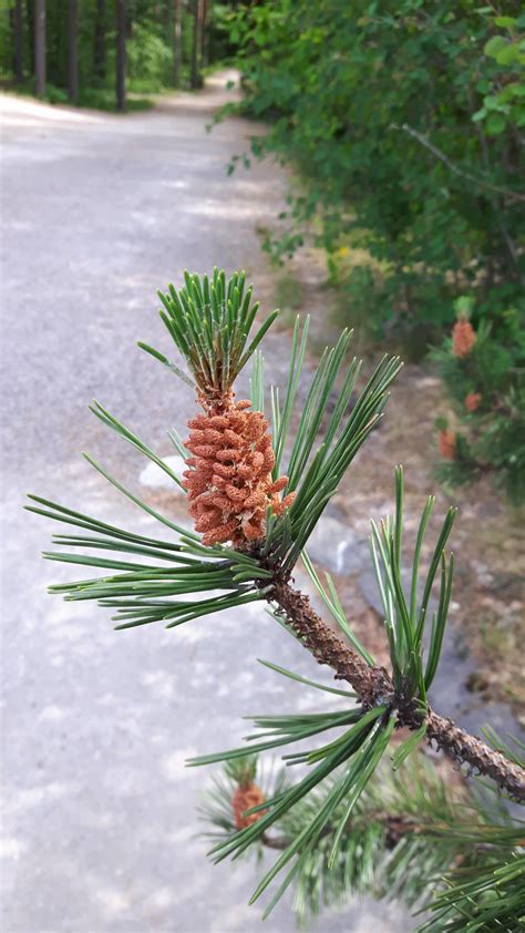 These Flowers On A Pine Tree Resemble A Pineapple Rmildlyinteresting