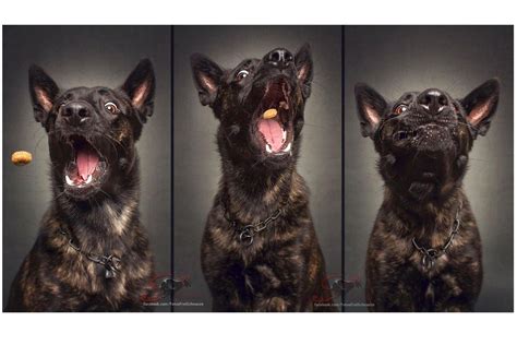 Delightful Photos Of Dogs Pulling Hilarious Faces When Catching Treats