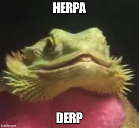 Derpy Herp Imgflip