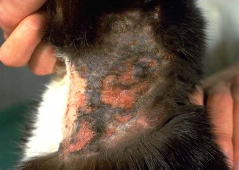 Skin Allergic Disease Overview In Cats Vetlexicon Felis From