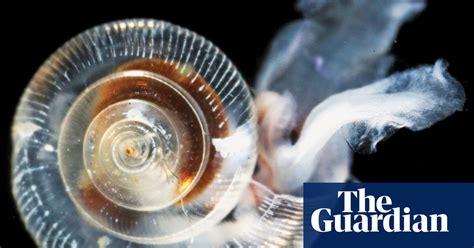 Ocean Acidification Is Deadly Threat To Marine Life Finds Eight Year