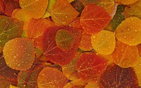 Leaves Of Autumn Macbook Air Wallpaper Download Allmacwallpaper