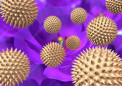 Flower Pollen Stock Image B7860837 Science Photo Library