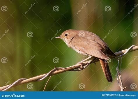 Thrush Nightingale Luscinia Luscinia A Bird Sits On A Reed Stalk On A