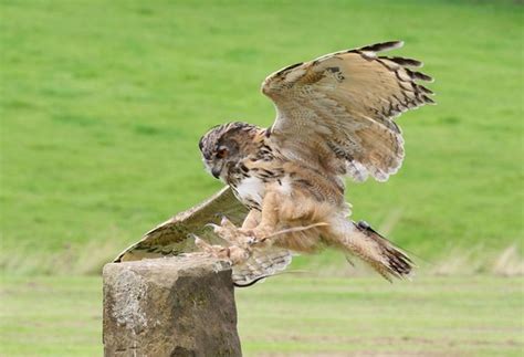 National Centre For Birds Of Prey Helmsley 2020 All You Need To
