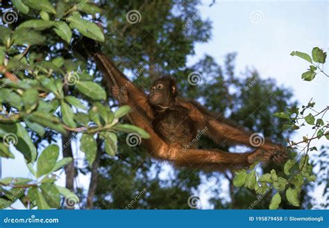 Orang Utan Pongo Pygmaeus Young Hanging From Branch Stock Photo