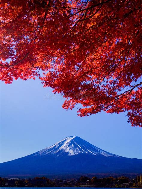 Mount Fuji Behind A Huge Branch Of Red Maple Leaves Stock Photo