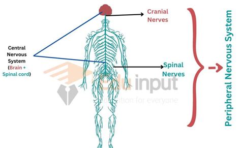 Peripheral Nervous System Definition Composition And Types