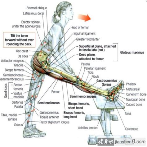 大腿后侧肌肉拉伸经典5个动作推荐 健身吧
