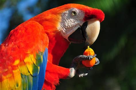 Macaw Parrot Bird Tropical 48 Wallpapers Hd Desktop
