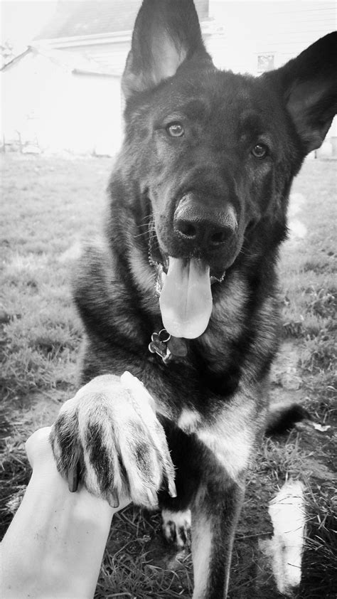 Beautiful Black And White Shot Of This Handsome German Shepherd Named