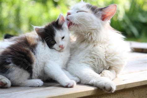 Cat Pregnancy Cat Health Cats Guide Omlet Us