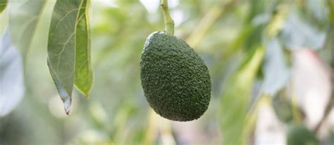Möchten sie avocado züchten, greifen sie einfach zum kern einer gekauften avocado. Avocado züchten: Selbst anbauen statt kaufen - so geht's ...