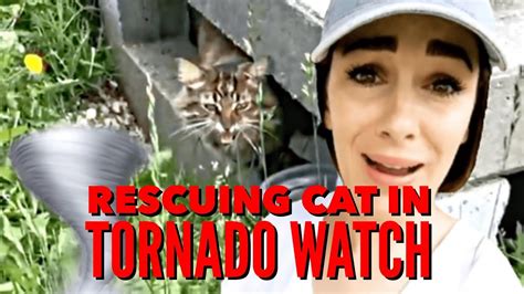 🙀saving Lost Cat During Tornado Watch🌪️ Youtube