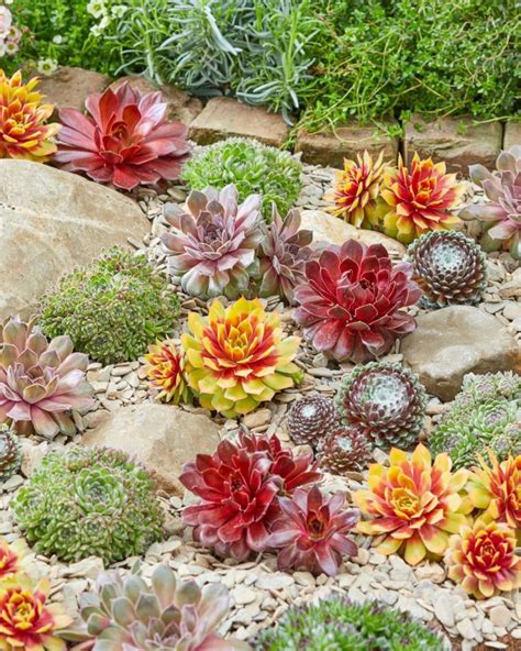 Outdoor Succulents For Cold Weather Gardens Mr Plant Geek Succulent