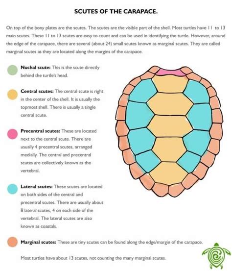Whats Inside A Turtle Shell Turtle Anatomy All Turtles