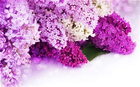 壁紙 ライラック紫と白の花弁、クローズアップ花 Hd 無料のデスクトップの背景 画像