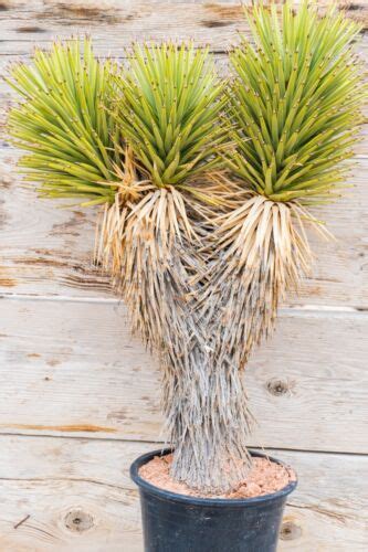 Joshua Tree Desert Plant Legally Harvested And Tagged Yucca Brevifolia