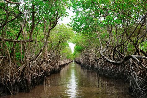 what makes mangroves so important nature and wildlife discovery