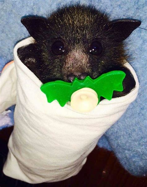 352 Best Cutest Bats Ever Images On Pinterest Baby Bats Birds And